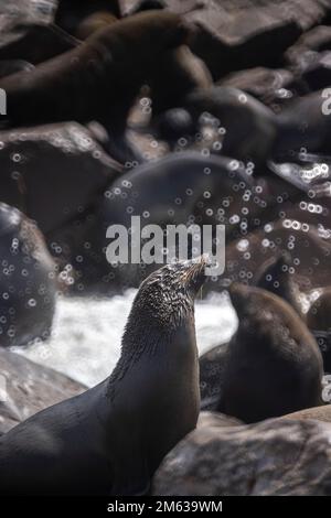 Gruppo di leoni marini che si rilassano sulla roccia vicino al mare ondeggiante in tempo tempesta in Namibia Foto Stock