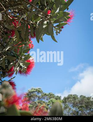 Pohutukawa alberi in piena fioritura contro un cielo blu, New Zealand albero di Natale. Auckland. Formato verticale. Foto Stock