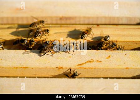 Api di miele su un honeycomb. Primo piano della colonia di api. Foto Stock