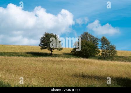 Paesaggio a Schomberg in Sauerland. Natura con alberi e prati nei pressi di Sundern sulla Lennegebirge. Foto Stock