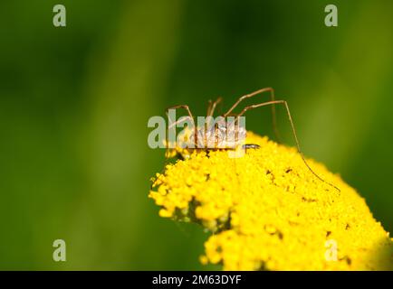 Trebbiatrice sul fiore giallo del giarrow. Primo piano di insetto contro uno sfondo verde. Ragno con gambe lunghe e sottili. Opiliones. Foto Stock