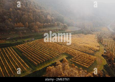 Campi di vigneti colorati dall'alto durante il tramonto in autunno. Foto Stock