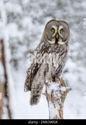 Grande gufo grigio appollaiato su un ceppo d'albero coperto di neve durante una nevicata, circondato da un paesaggio boschivo invernale freddo. Foto Stock