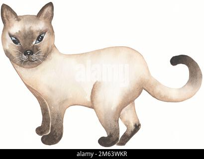 Illustrazione domestica del gatto Siamese. Carino sfondo gatti. Acquerello immagine disegnata a mano Foto Stock