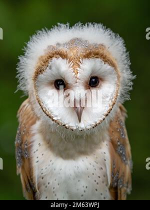 Baby Barn Owl, femmina minorile ( Tyto Alba ) con lanugine e piume. Fauna selvatica arroccata in un ambiente naturale di campagna Foto Stock