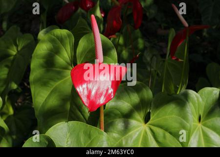 Vista laterale di un fiore di Anthurium rosso fiorito alla luce diretta del sole con le foglie Foto Stock