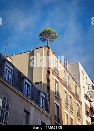 Pino che cresce in cima ad un edificio ad Asnieres, Francia. Ambiente cittadino, concetto di ecologia, il potere della natura. Piante crescita sul calcestruzzo Foto Stock