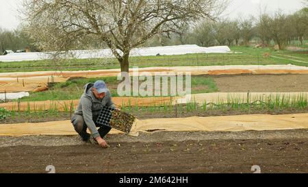 Piantando barbabietola rossa Beta vulgaris piantagione bio agricoltore agricoltura e agricola giardino foglia verde giardiniere mano tavolo cena pianta naturale lasciare Foto Stock