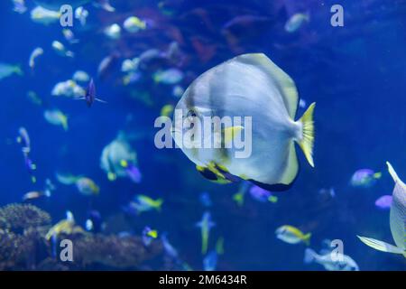 Platax teira, conosciuto anche come batfish teira, batfish longfin, Spadefish longfin, o batfish tondo faccia nuotare all'interno del serbatoio Blue Aquarium. Foto Stock