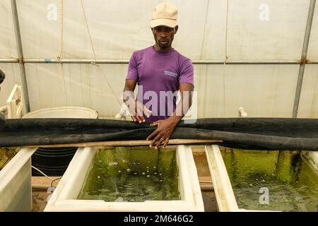 Wakiso, Uganda. 21st Dec, 2022. Un lavoratore mostra i pesci in contenitori all'interno della serra sperimentale per l'alimentazione dei pesci presso il Centro di Ricerca e sviluppo dell'acquacoltura di Kajjansi, Distretto di Wakiso, Uganda, 21 dicembre 2022. PER ANDARE CON 'caratteristica: La Cina si muove alla produzione agricola veloce in Uganda' Credit: Hajarah Nalwadda/Xinhua/Alamy Live News Foto Stock