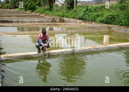 Wakiso, Uganda. 21st Dec, 2022. Godfrey Kityo, un tecnico di allevamento ittico, alimenta i pesci in uno stagno di pesci presso il Centro di Ricerca e sviluppo dell'acquacoltura di Kajjansi, Distretto di Wakiso, Uganda, 21 dicembre 2022. PER ANDARE CON 'caratteristica: La Cina si muove alla produzione agricola veloce in Uganda' Credit: Hajarah Nalwadda/Xinhua/Alamy Live News Foto Stock