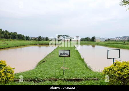 Wakiso. 21st Dec, 2022. Questa foto scattata il 21 dicembre 2022 mostra gli stagni di pesce presso il Centro di Ricerca e sviluppo dell'acquacoltura a Kajjansi, Distretto di Wakiso, Uganda. PER ANDARE CON 'caratteristica: La Cina si muove alla produzione agricola veloce in Uganda' Credit: Hajarah Nalwadda/Xinhua/Alamy Live News Foto Stock