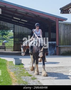 Persone Trekking su Clydesdale Draft Horses (Equus caballus) Foto Stock