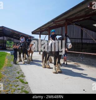 Persone Trekking su Clydesdale Draft Horses (Equus caballus) Foto Stock
