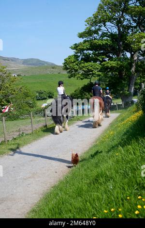 Persone Trekking su Clydesdale Draft Horses (Equus caballus) Foto Stock