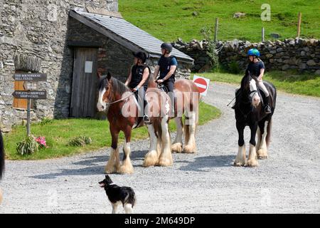 Persone Trekking su Clydesdale Draft Horses (Equus caballus) Foto Stock