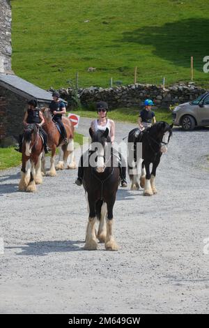 Persone Trekking su Clydesdale Draft Horses (Equus caballus) Foto Stock