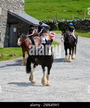 Persone Trekking su Clydesdale Draft Horses (Equus caballus) Foto Stock