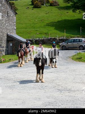 Persone Trekking su Clydesdale Draft Horses (Equus caballus) Foto Stock