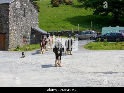 Persone Trekking su Clydesdale Draft Horses (Equus caballus) Foto Stock