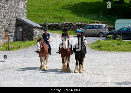 Persone Trekking su Clydesdale Draft Horses (Equus caballus) Foto Stock