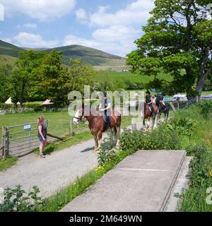 Persone Trekking su Clydesdale Draft Horses (Equus caballus) Foto Stock