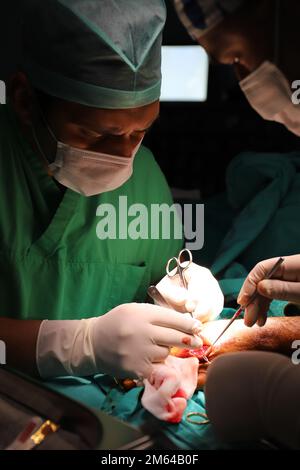 Trattamento della rottura del nervo e del vaso. Medico chirurgo di plastica tratta la mano facendo microchirurgia Foto Stock