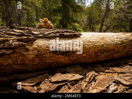 Cairn on Top of Fallen Log segna il sentiero Under the Rim nel Bryce Canyon National Park Foto Stock