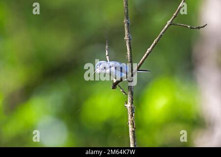 Un gnatcatcher grigio blu arroccato su un ramo con una foresta verde brillante sullo sfondo Foto Stock