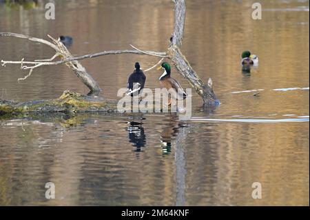 Mallards (Anas platyrhynchos) presso lo stagno di Floridsdorf Foto Stock