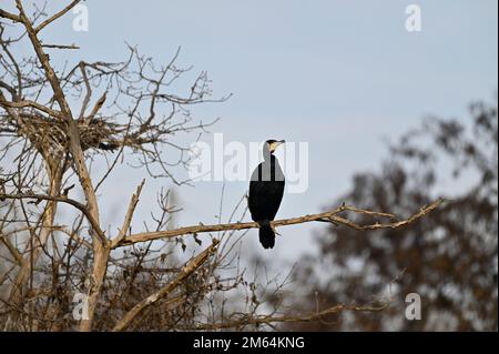 Cormorano (Phalacrocorax carbo) seduto su un ramo Foto Stock