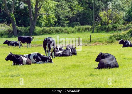 Diverse mucche e un grande toro nero giacciono su un prato verde in una giornata di primavera soleggiata. Bestiame bovino su pascolo libero. Fattoria ecologica, paesaggio. Bianco e nero c Foto Stock