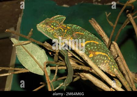 Particolare primo piano su un camaleonte velato, Chamaeleo calyptratus, in un terrario allo Zoo Foto Stock