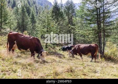 Mandria di mucche color cioccolato con grandi campane metalliche su ampie fasce intorno al collo pascolano su prati alpini circondati da pini, Valle d'Aosta Foto Stock