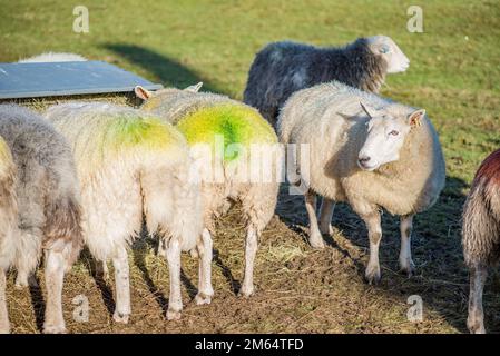 Miscela di razze di pecora compreso Herdwicks che alimenta da una stazione di alimentazione del fieno fuori in un campo nello Yorkshire Foto Stock