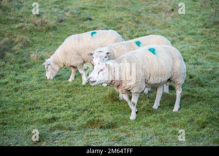 Le pecore Texel (Tips) all'inizio di gennaio si tenevano come un piccolo gruppo insieme dopo il loro uso nella stagione di allevamento autunnale. Foto Stock