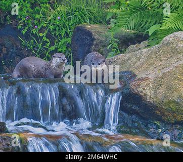 Un paio di lontre eurasiatici che giocano su una cascata Foto Stock