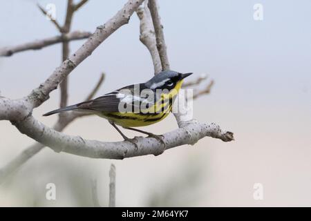 Primo piano di Magnolia Warbler maschio che si aggirano sul ramo dell'albero Foto Stock