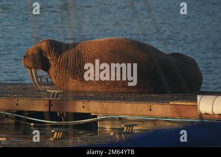 Un trampolante al Royal Northumberland Yacht Club, Blyth. L'avvistamento segue un mammifero marino simile a Scarborough che ha attirato enormi folle al porto la vigilia di Capodanno. Data immagine: Lunedì 2 gennaio 2023. Foto Stock