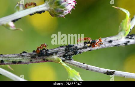 La formica munge gli afidi Foto Stock