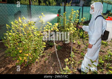 Il giardiniere in tuta protettiva, in maschera e bicchieri, con l'aiuto di uno spruzzatore professionale tratta le foglie del giovane cespuglio di ribes con le inne Foto Stock