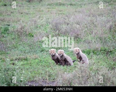 Madre ghepardo con i suoi cuccioli in erba alta la savana in Tanzania Africa orientale Foto Stock