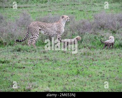 Madre ghepardo con i suoi cuccioli in erba alta la savana in Tanzania Africa orientale Foto Stock