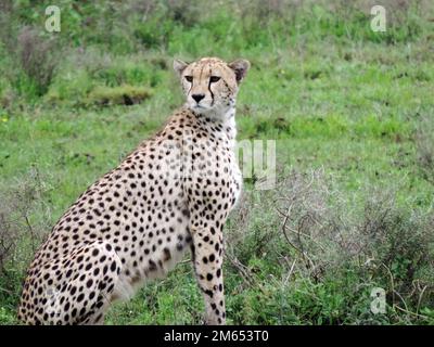 Madre ghepardo con i suoi cuccioli in erba alta la savana in Tanzania Africa orientale Foto Stock
