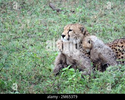Madre ghepardo con i suoi cuccioli in erba alta la savana in Tanzania Africa orientale Foto Stock