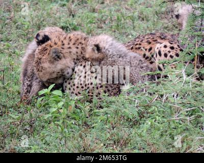 Madre ghepardo con i suoi cuccioli in erba alta la savana in Tanzania Africa orientale Foto Stock