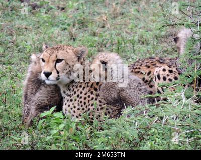 Madre ghepardo con i suoi cuccioli in erba alta la savana in Tanzania Africa orientale Foto Stock