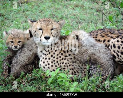 Madre ghepardo con i suoi cuccioli in erba alta la savana in Tanzania Africa orientale Foto Stock