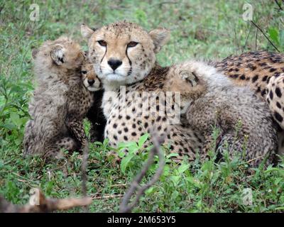 Madre ghepardo con i suoi cuccioli in erba alta la savana in Tanzania Africa orientale Foto Stock