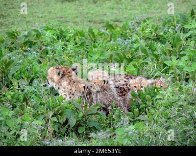 Madre ghepardo con i suoi cuccioli in erba alta la savana in Tanzania Africa orientale Foto Stock